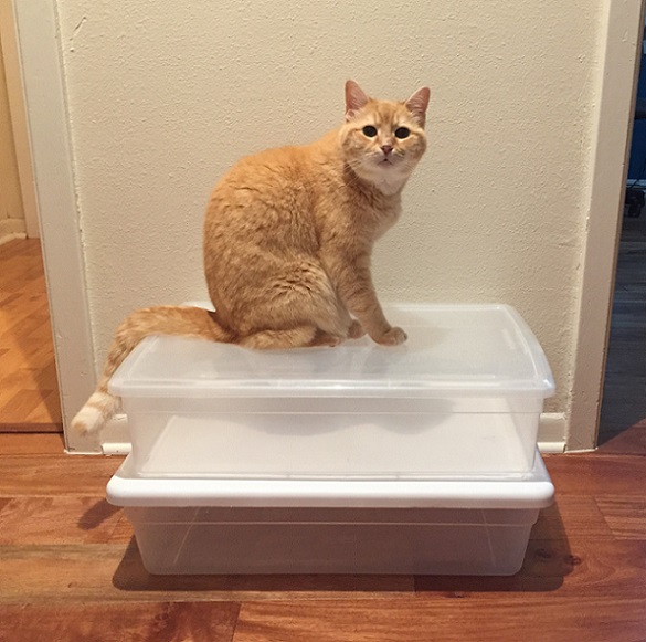 https://www.ajonesfororganizing.com/wp-content/uploads/2019/03/Target-28-quart-and-Container-Store-boot-box-with-cat.jpg
